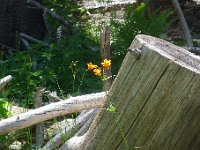 YosemiteCreek 092 : YosemiteCreek